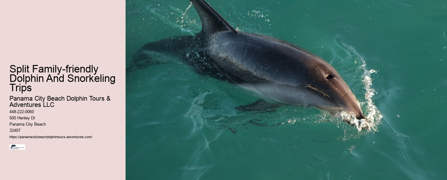 Top 6 Dolphin & Snorkeling Tours In Panama City Beach