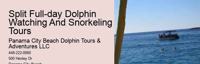 Custom Dolphin Spotting and Snorkeling