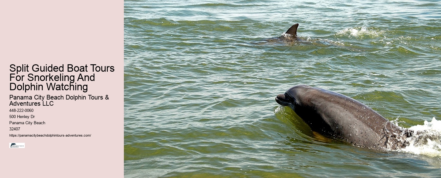 Can You Swim With Dolphins In Miami
