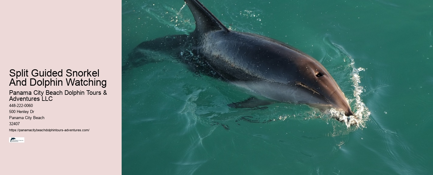Bespoke Dolphin Spotting and Snorkeling