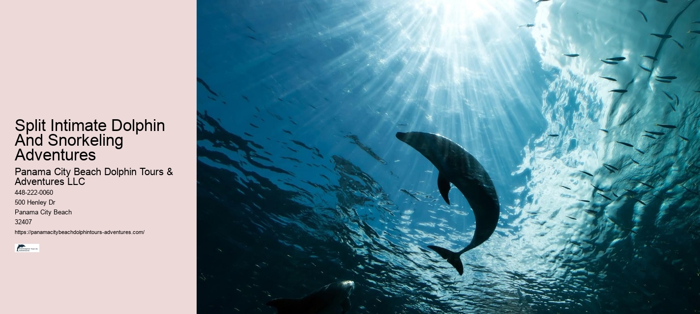 PCB Dolphin Discovery Voyages