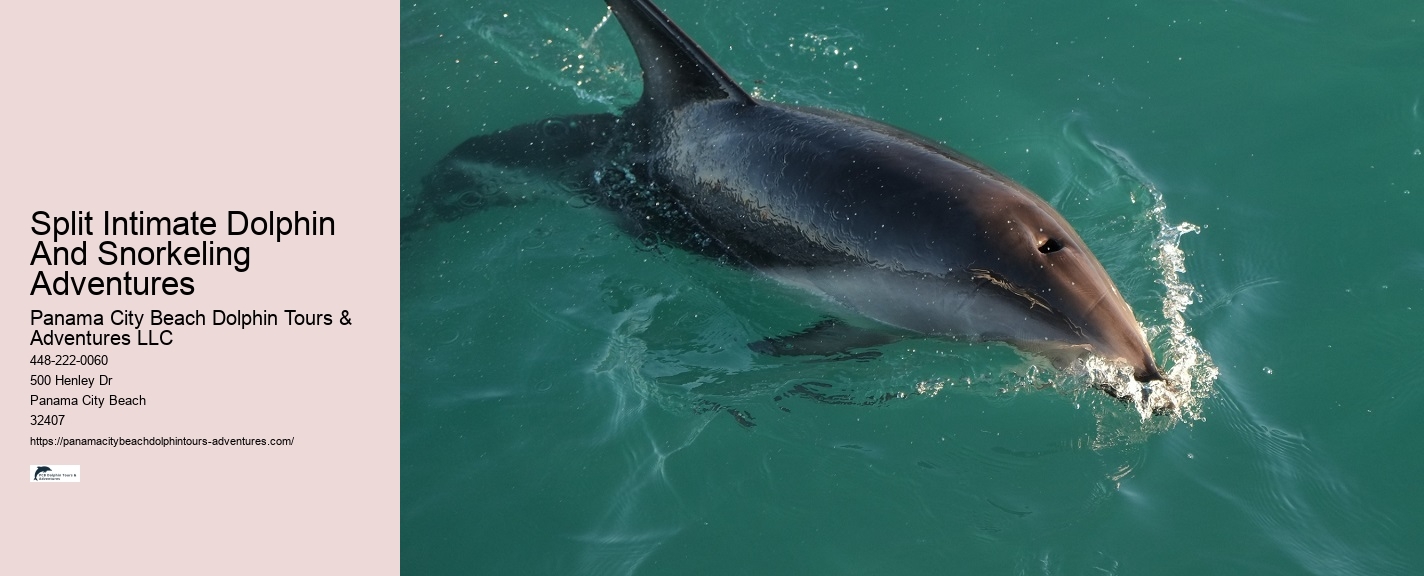 Which Beach Has The Most Dolphins