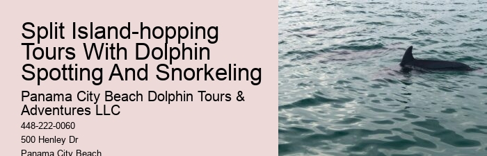 Panama City Beach Snorkeling Dolphins