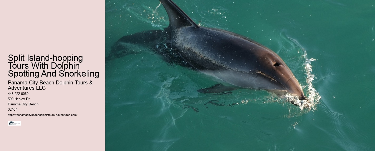 Deluxe Dolphin Swim and Snorkeling Trips