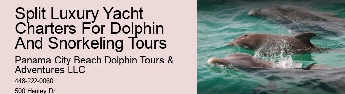 What Time Of Year Are Dolphins Most Active In Florida