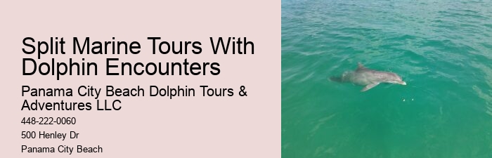 4 Dolphins