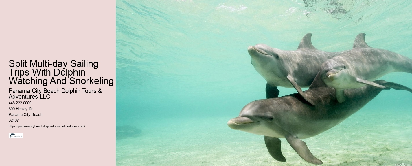 Dolphin exploration experiences in Panama City Beach