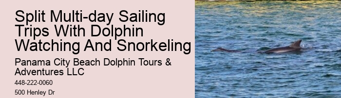 Panama City Beach Dolphin Experience Tours