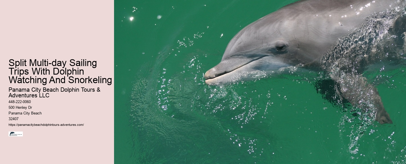 What Predator Kills Dolphins