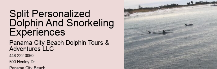 Split Vip Snorkeling And Dolphin Watching Tours