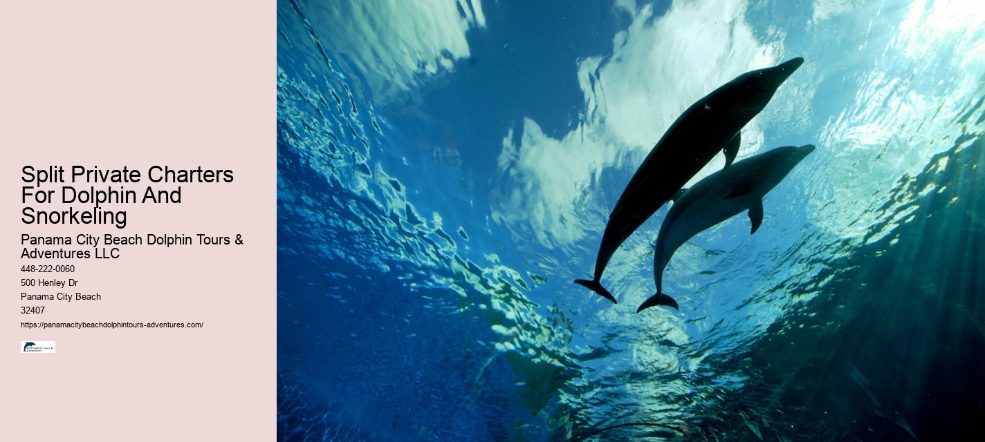 Dolphin Tours And Shell Island Panama City Beach