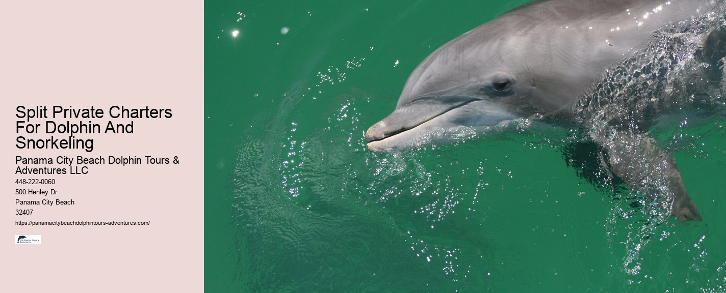 Panama City Beach dolphin watching voyages