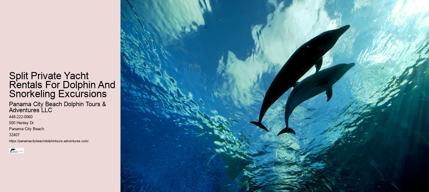 Tailored Dolphin Watching and Snorkeling Expeditions