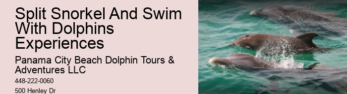 Dolphin spotting tours in Panama City Beach