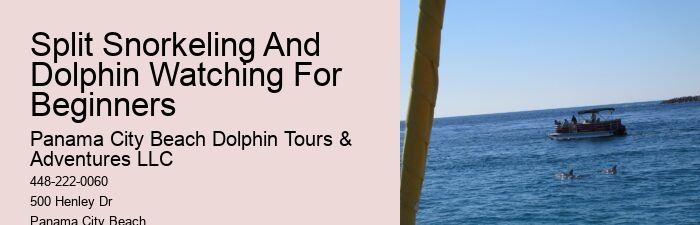 PCB Dolphin Spotting Tours