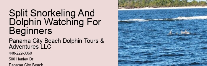 Dolphin Tours - Snorkel With Dolphins