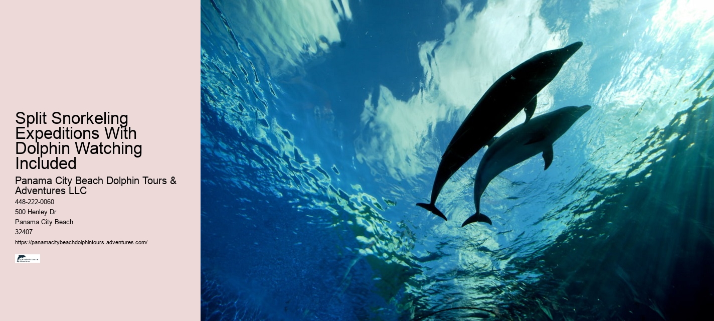 Split Half-day Dolphin And Snorkeling Tours