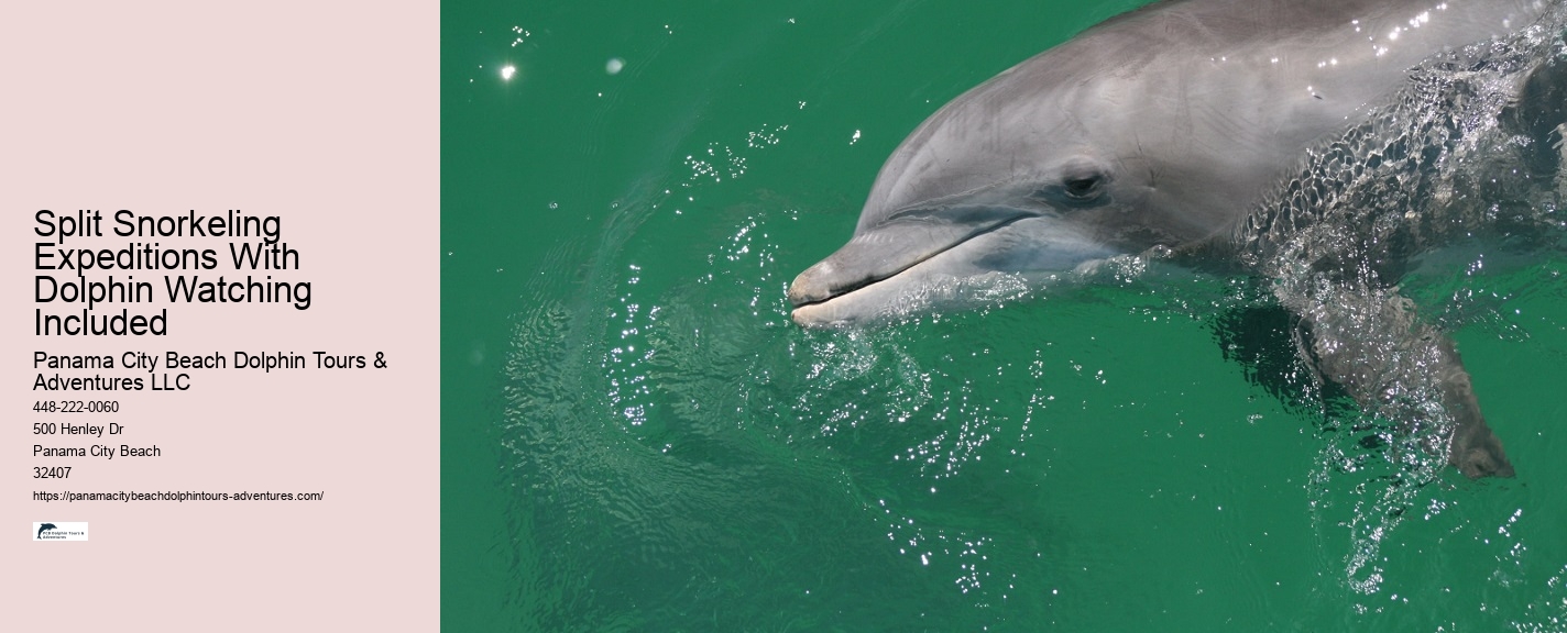 What Beach In Florida Has The Most Dolphins