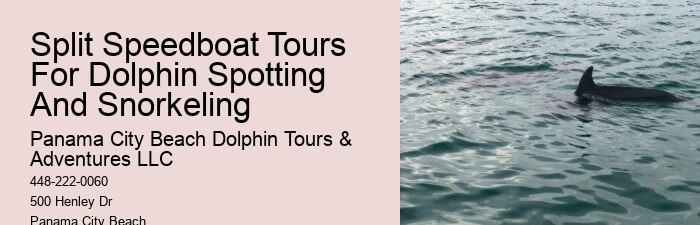 What Month Is Best For Dolphin Watching