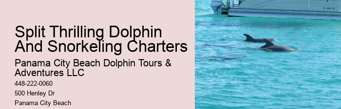 Panama City Beach Dolphin Tours & More Panama City Fl