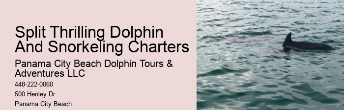 Dolphin Tours Panama City Beach Florida