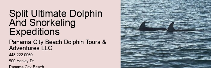 Split Dolphin And Snorkeling Eco-adventures