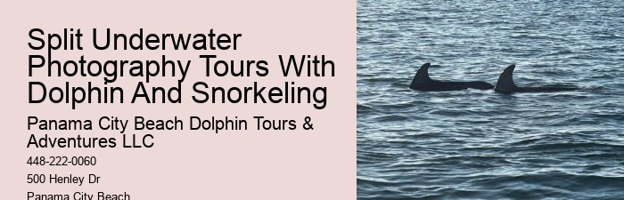 Panama City Beach dolphin sightseeing tours