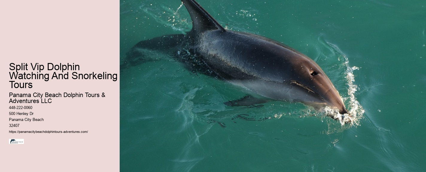 Dolphin sightseeing in Panama City Beach