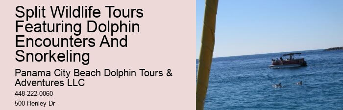 Split Memorable Dolphin And Snorkeling Adventures