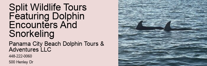 Dolphins Have Highly Sensitive Skin
