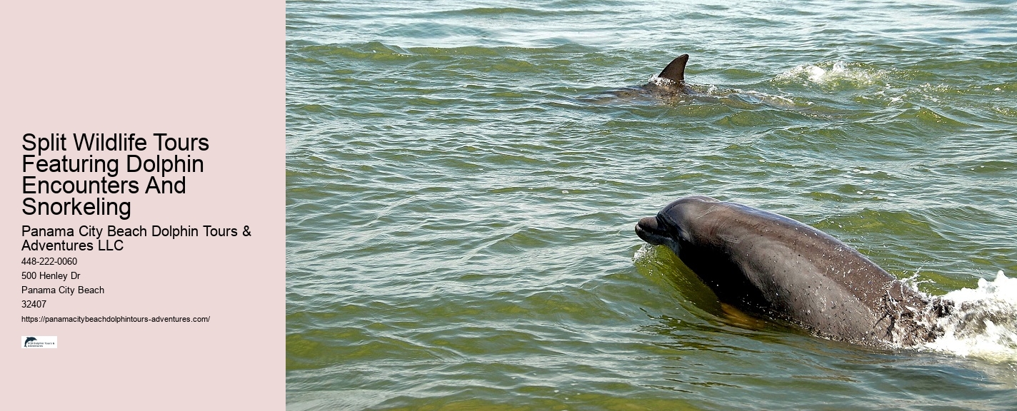 Dolphin Excursion