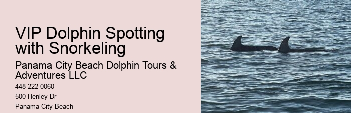 Is It Safe For Humans To Swim With Dolphins