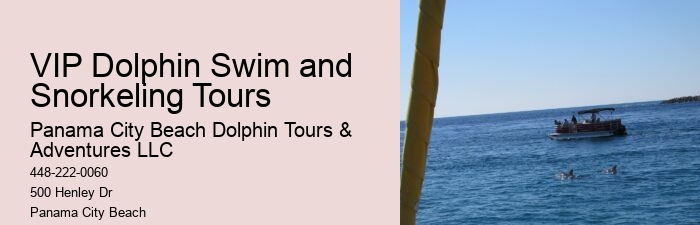 Do You Have To Wear A Wetsuit To Swim With Dolphins